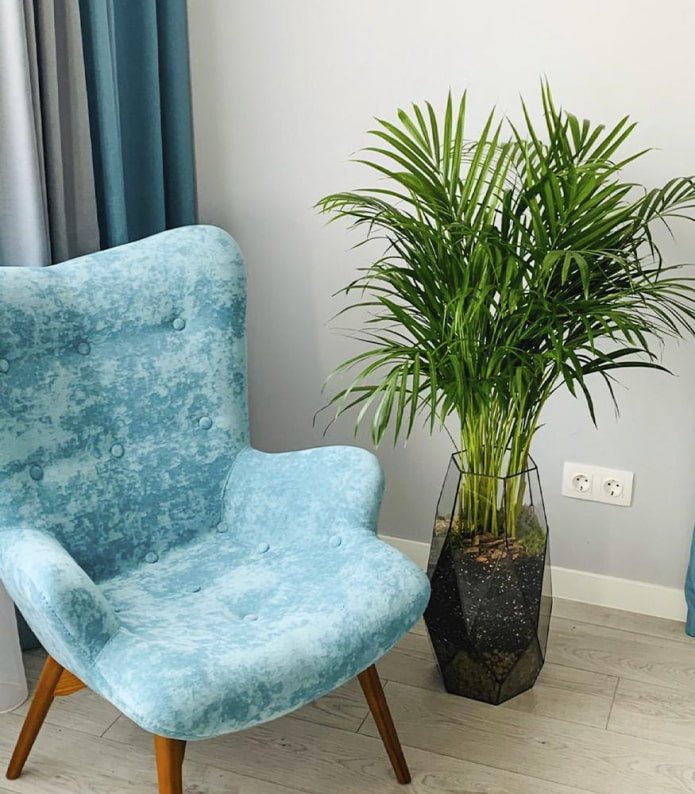 Dypsis en una maceta elegante