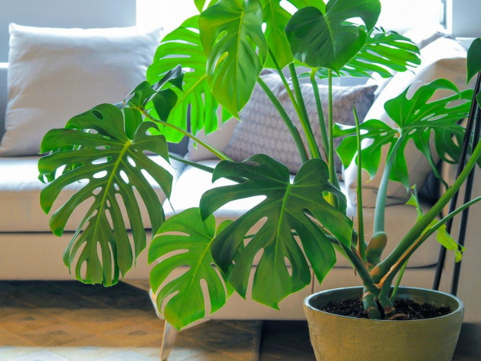 Monstera en maceta