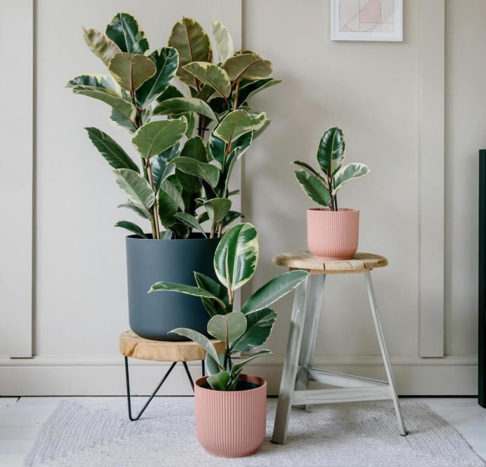 Ficus de hoja grande en el interior