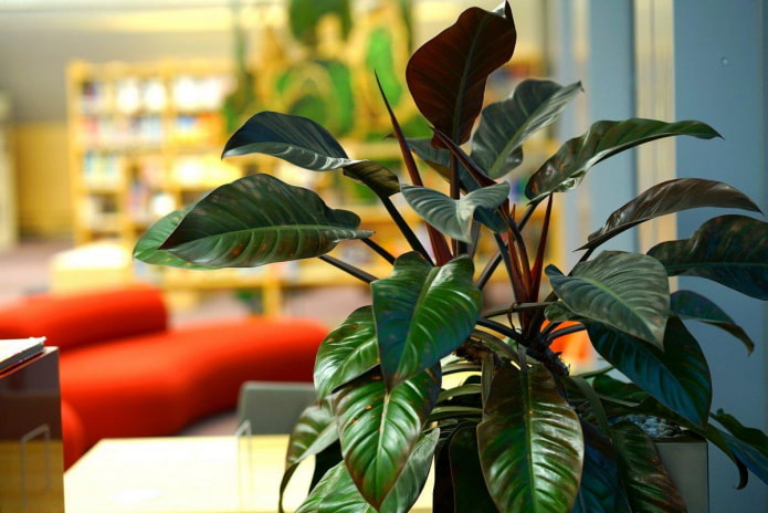 Planta ornamental de hoja grande