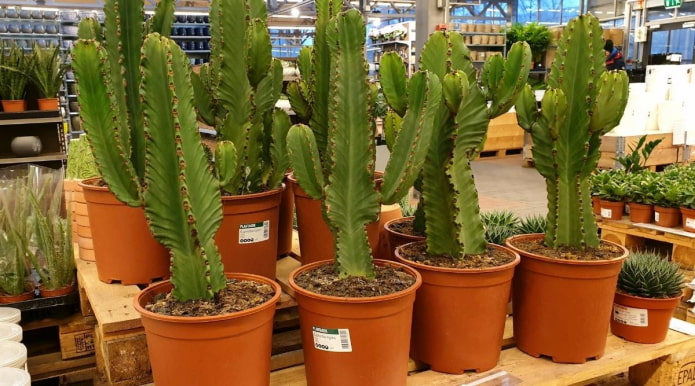 Euphorbia en maceta en un vivero