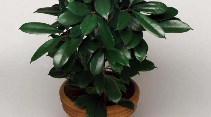 Hojas de color verde intenso de la planta Ficus cyatistipula