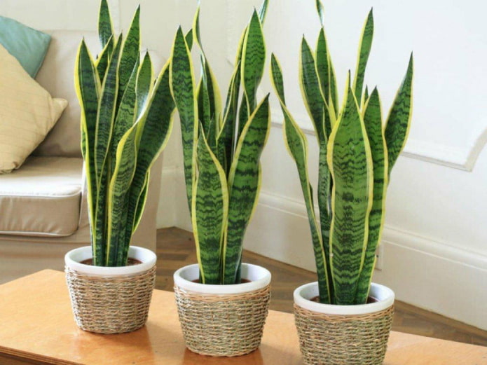 Sansevieria trifoliada en interior