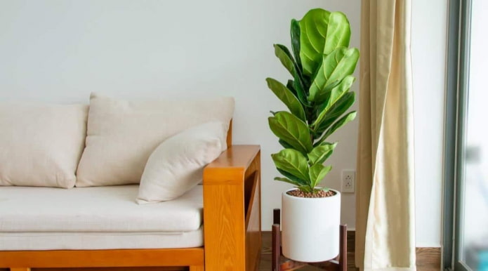 Ficus lyrata en maceta blanca