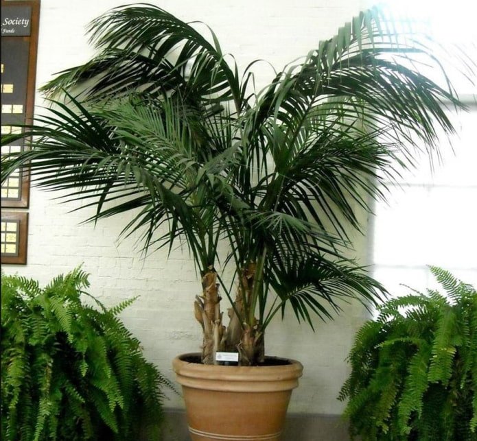 palmeras en maceta