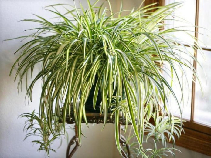 Chlorophytum en el interior