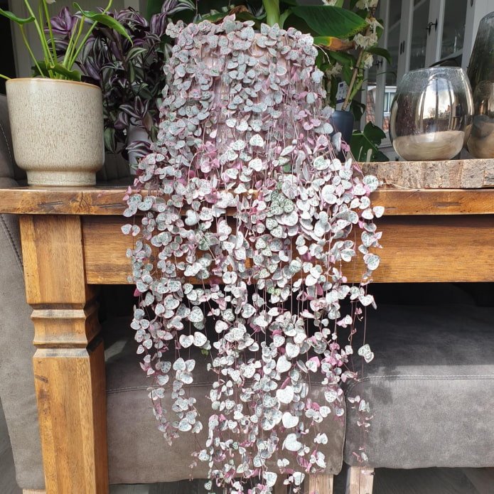 Planta adulta de Ceropegia woodii