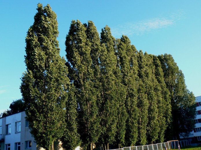 Álamo columnar