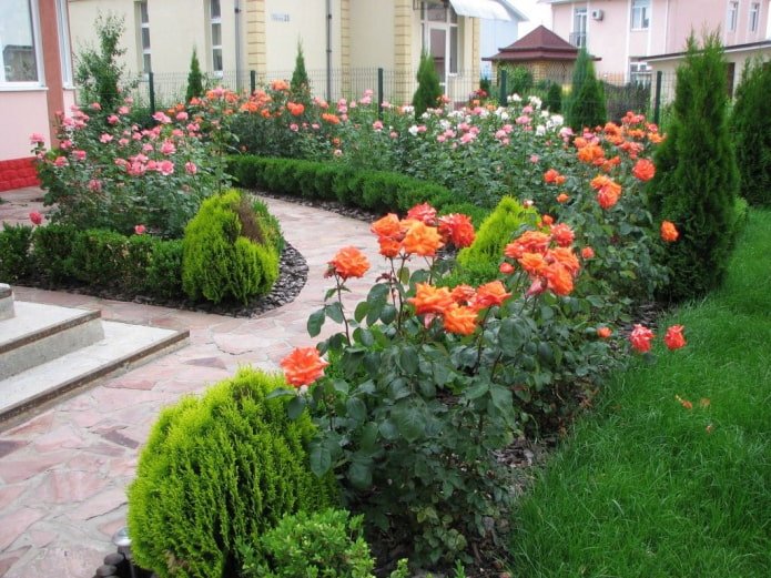 rosas