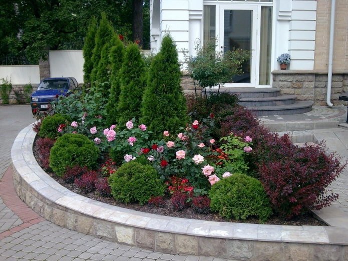 rosas con coníferas