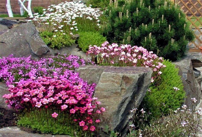 jardín de rocas con saxífraga