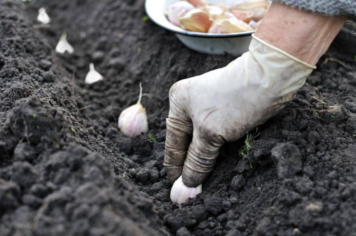 Plantando ajo