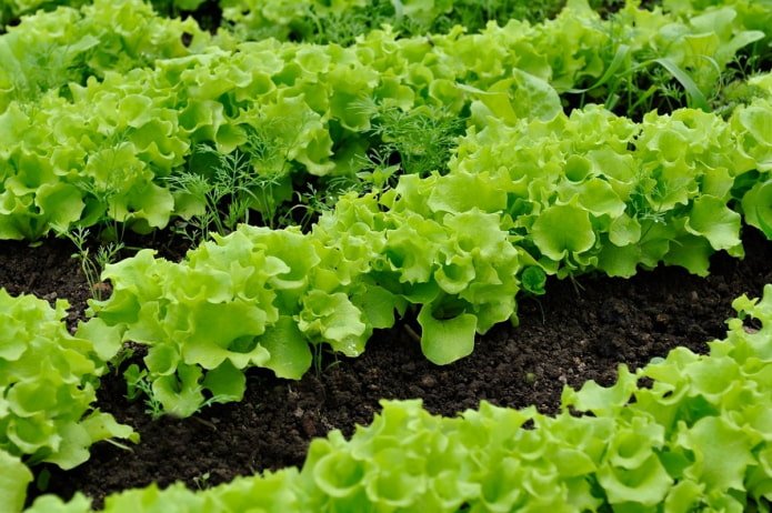 Lechuga