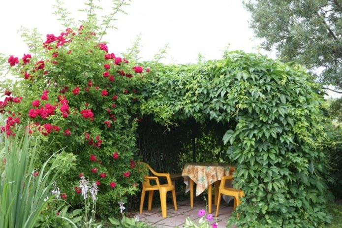 Rosa y uvas