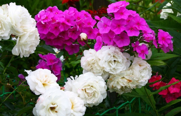 Flox con rosas