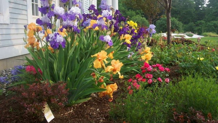 Parterre de flores con lirios