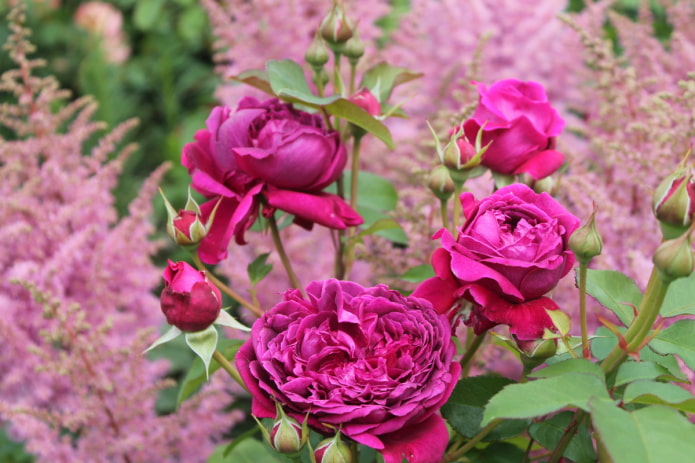 Rosa sobre un fondo de astilbe