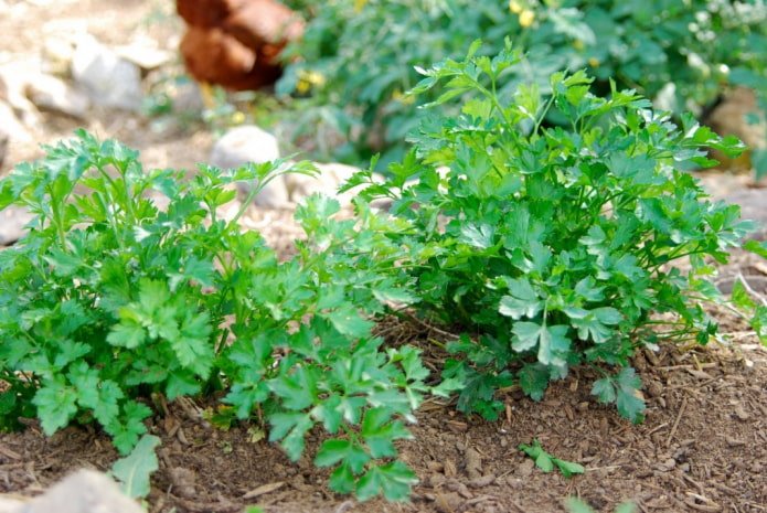 Perejil en el jardín