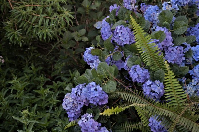 Hortensia con helecho