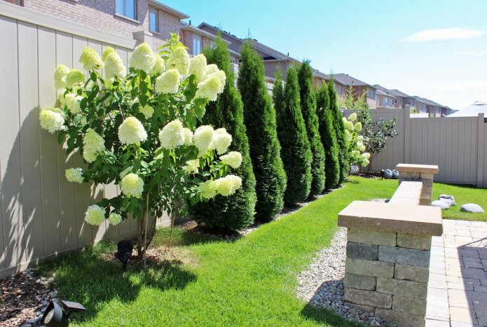 Hortensia con tuya