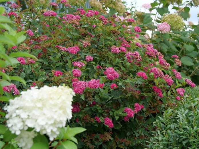 Espirea rosa