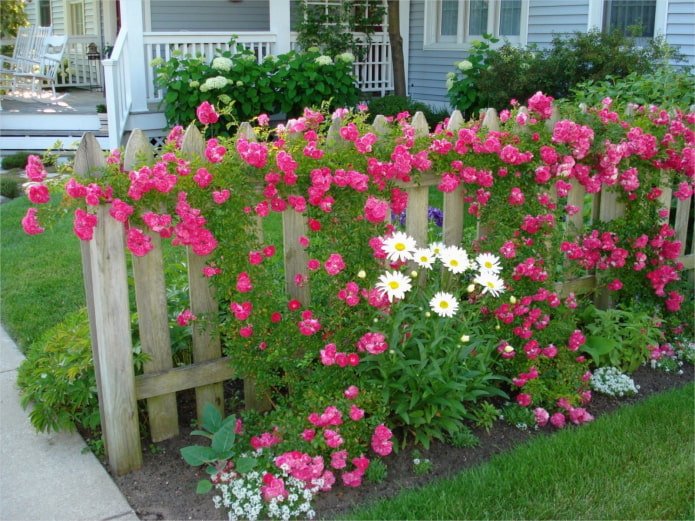 flores cerca de una cerca de madera