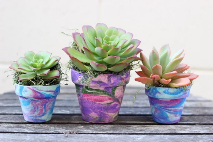 suculentas en macetas multicolores