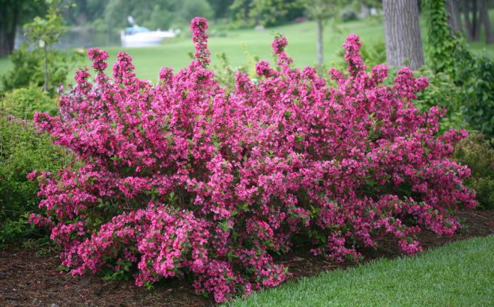 floración de la Weigela rosa