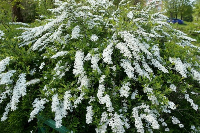 espirea blanca en flor