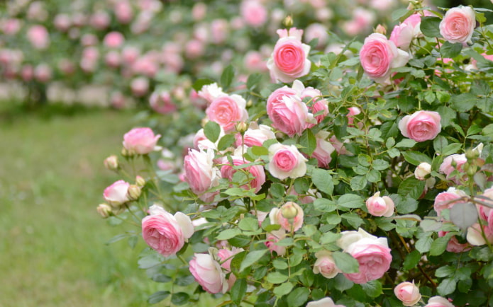rosa arbustiva en el jardín