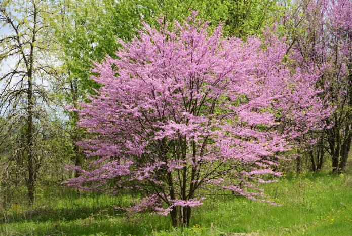 hermoso arbusto en flor