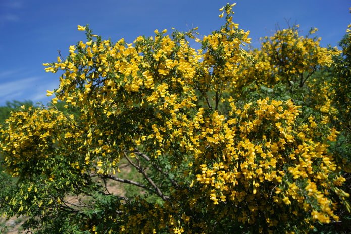 caragana en flor