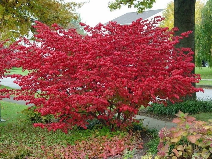 hojas de evónimo en otoño