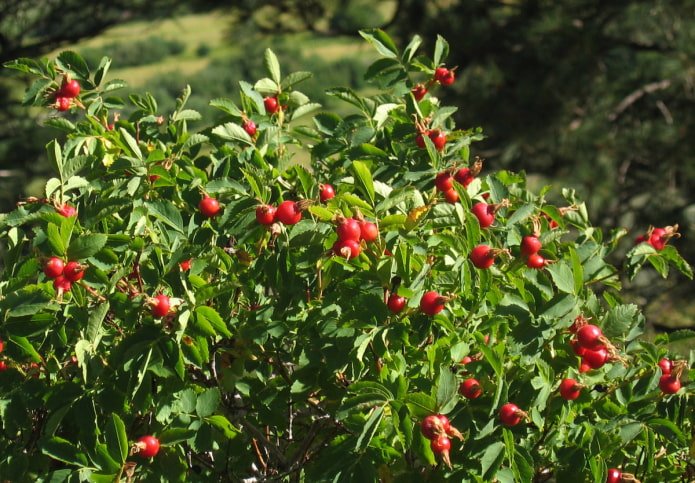 rosa mosqueta en el jardín