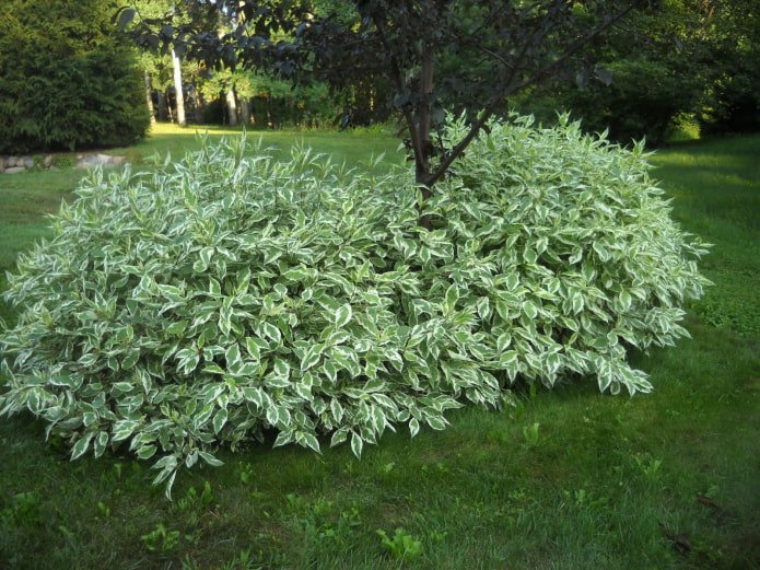 arbusto de jardín con hojas variegadas