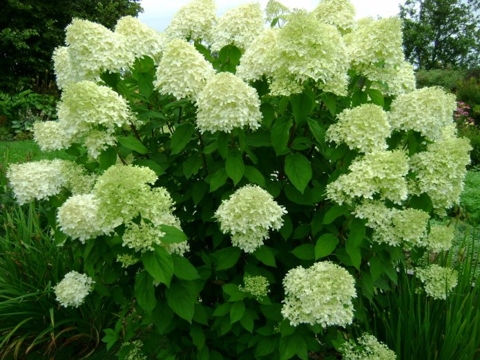 floración de la hortensia de panícula