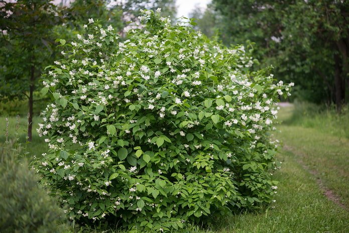 the difference between philadelphus and jazmín