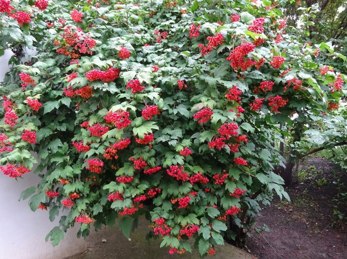 arbusto de viburnum con bayas