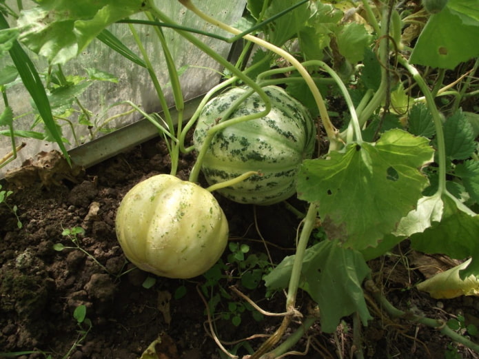 Cultivo de Manduria