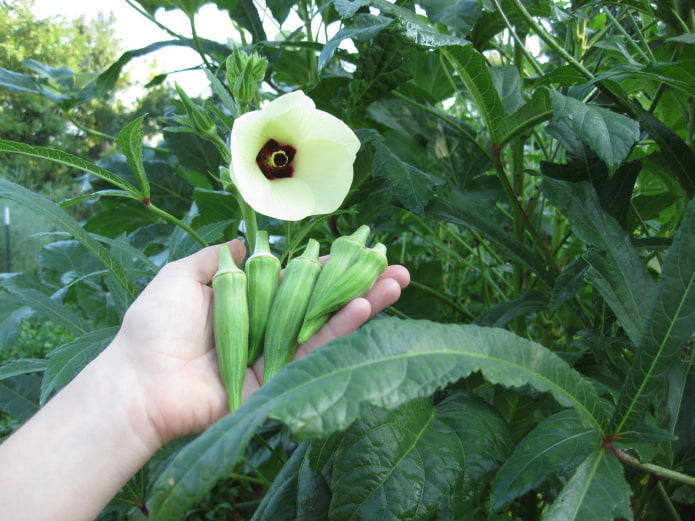 Okra en flor