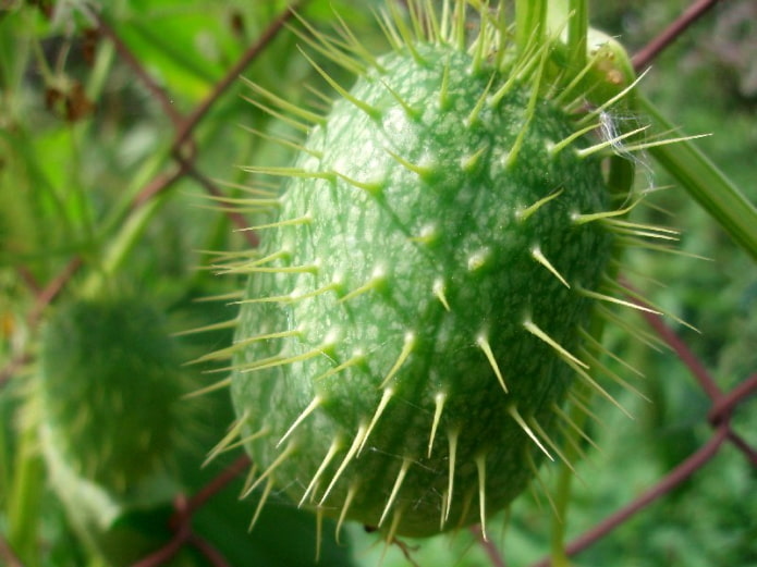Pepino erizo