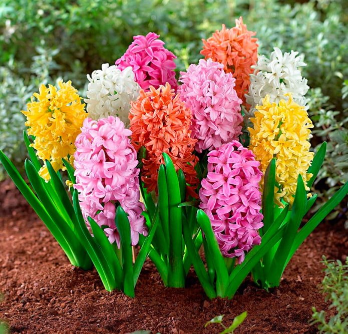 variedad de colores del jacinto