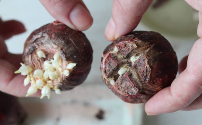 cortar bulbos de jacinto con crías