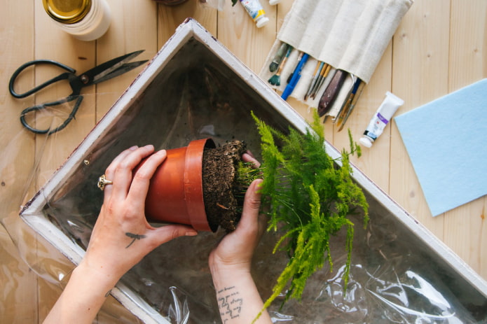 Plantando plantas