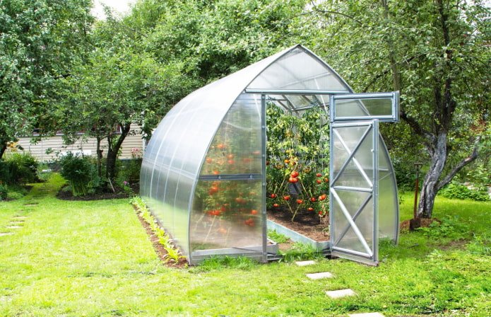 invernadero con tomates en el campo