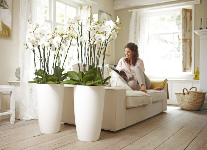 Orquídeas de plástico en el interior