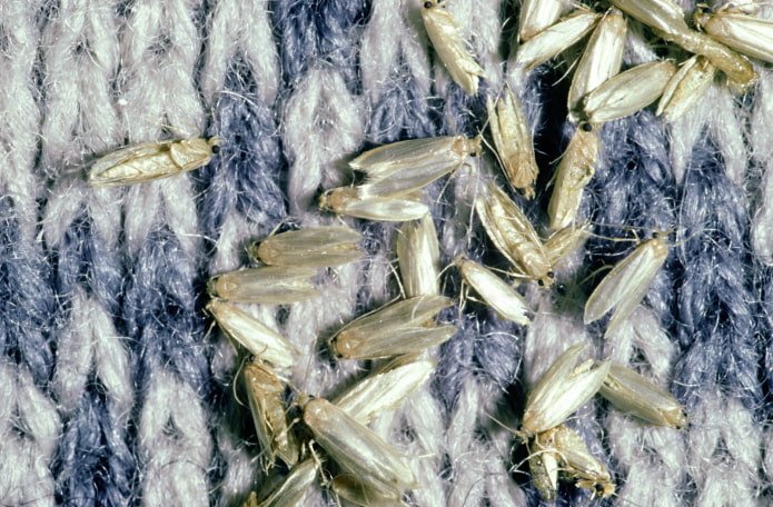 polilla de la ropa