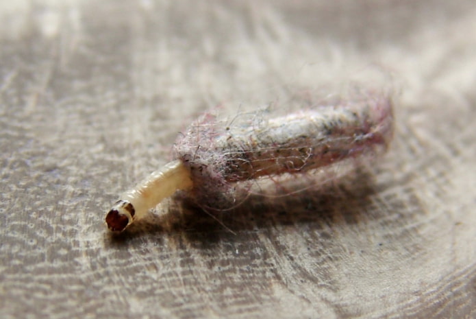 larva de polilla