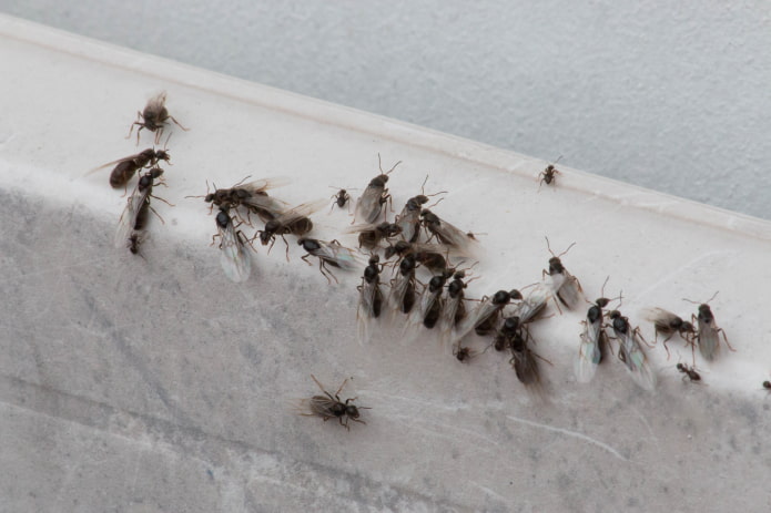 hormigas voladoras en el apartamento