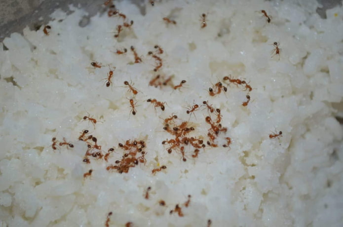 cómo aparecen las hormigas en casa